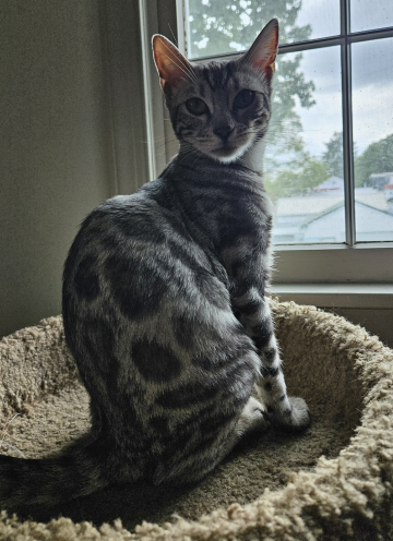 kittennnnn kittennnnn